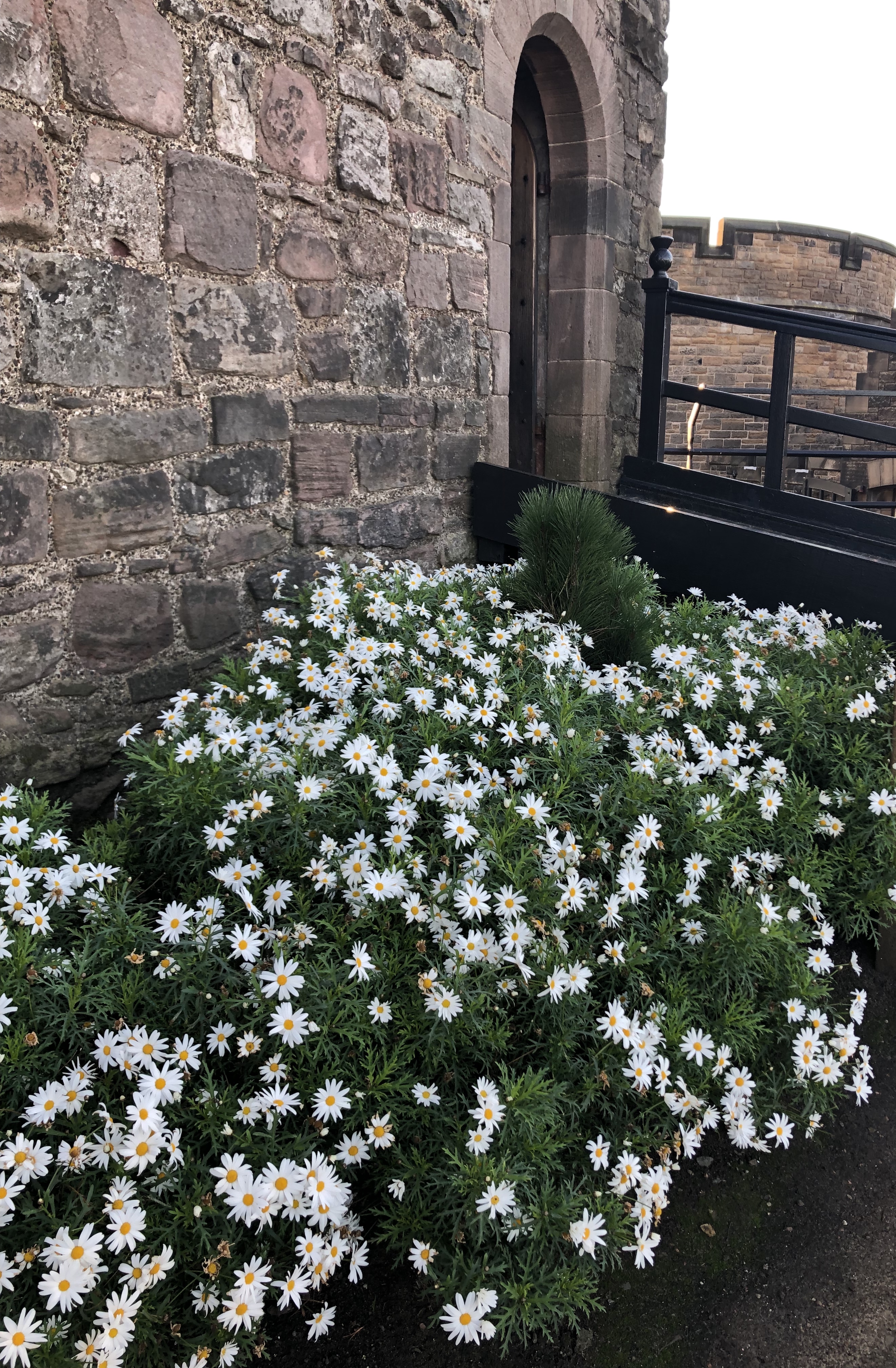 CastleDaisies