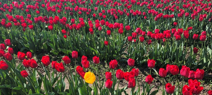 I Ate the State – Skagit&nbsp;County